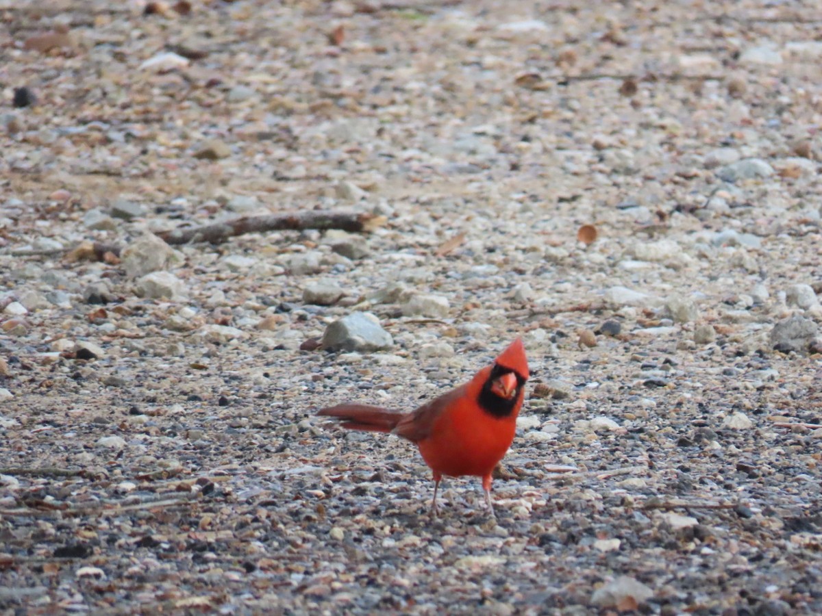 kardinál červený - ML647007108