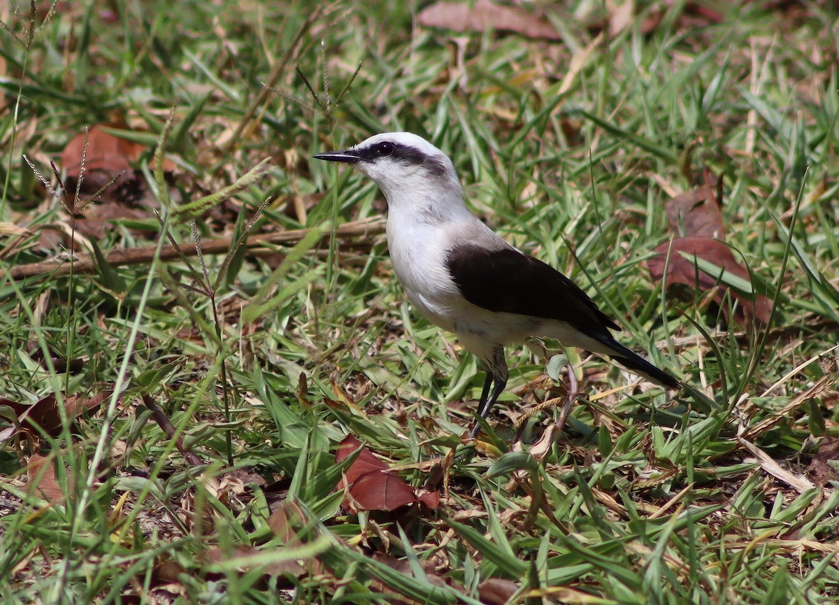 Masked Water-Tyrant - ML647007109