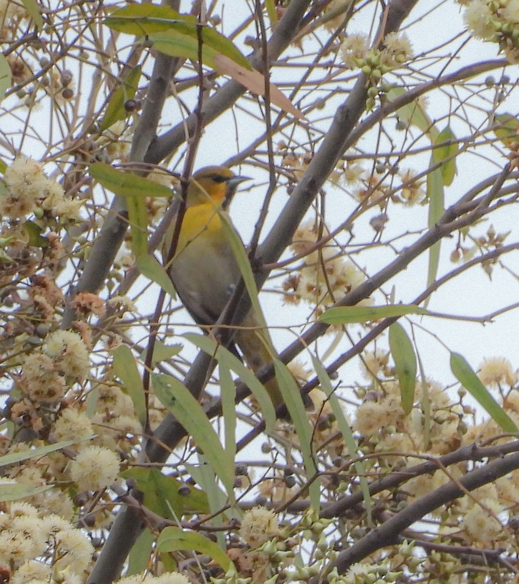 Streak-backed Oriole - ML647007110
