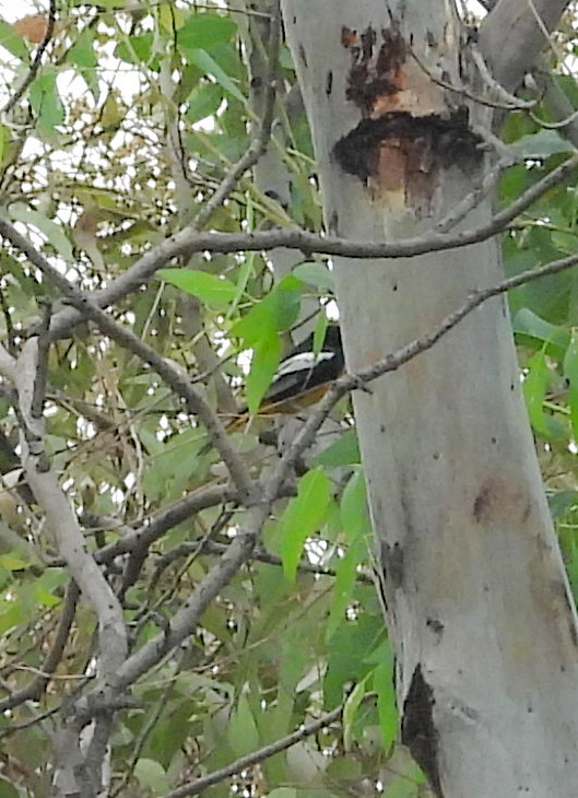 Streak-backed Oriole - ML647007111