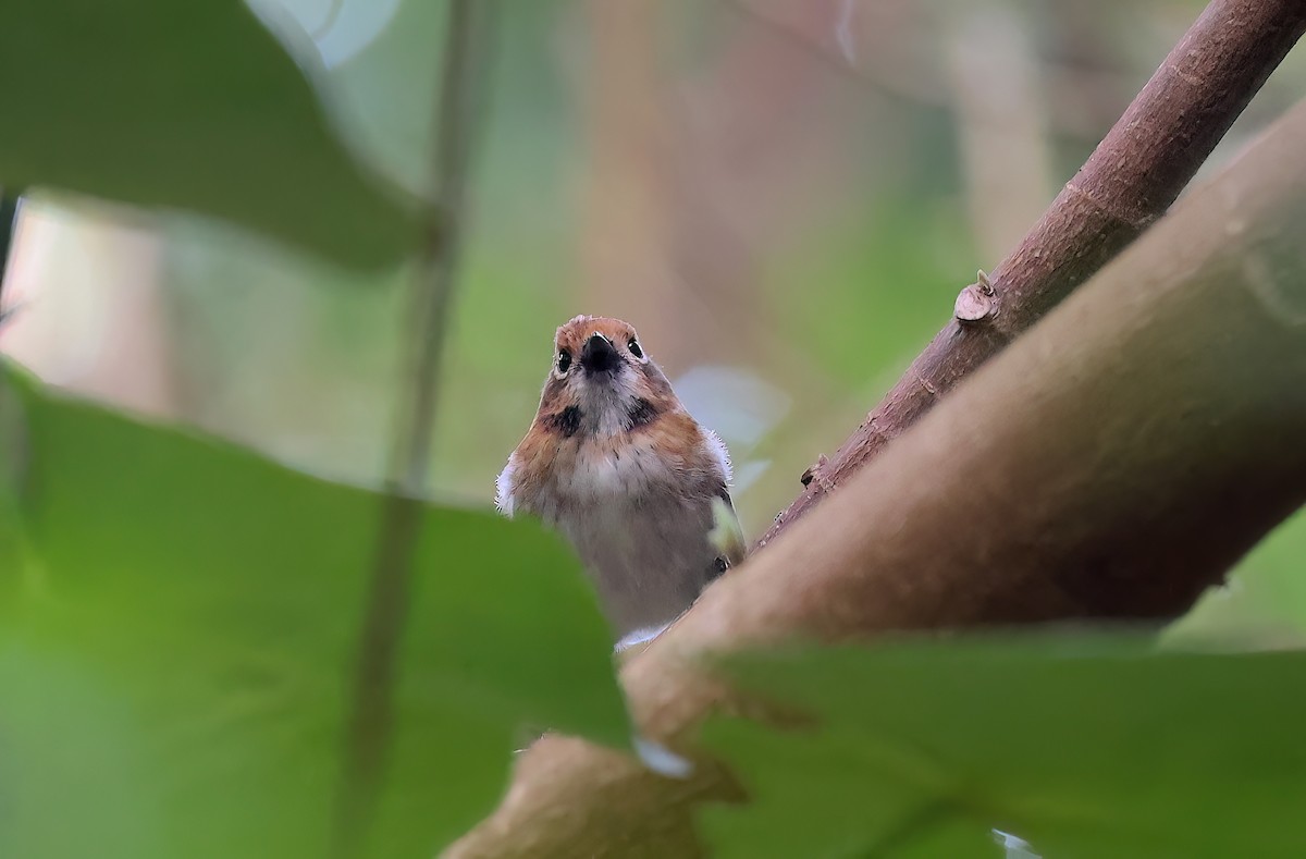 Oahu Elepaio - ML647007112