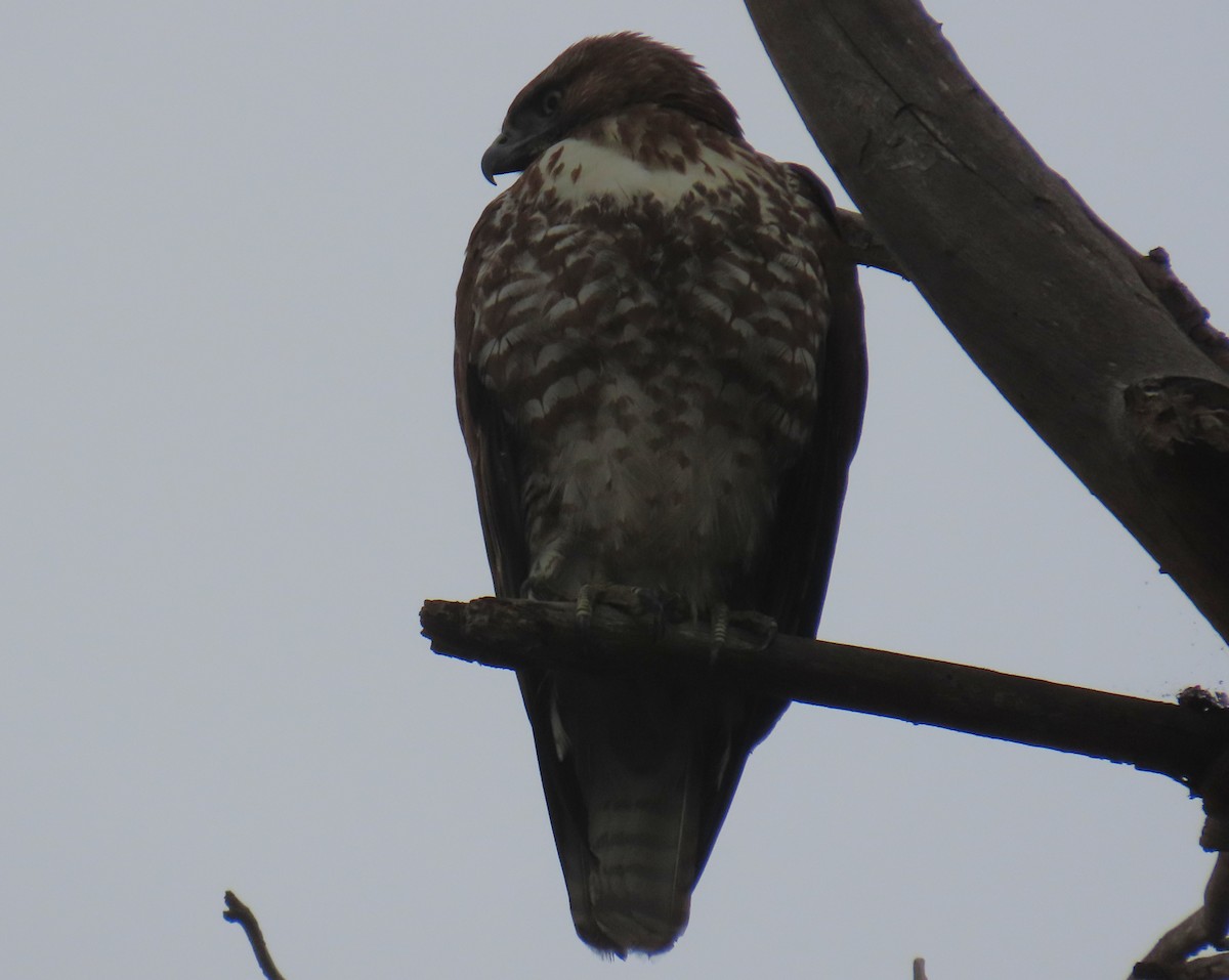 káně rudochvostá - ML647007113