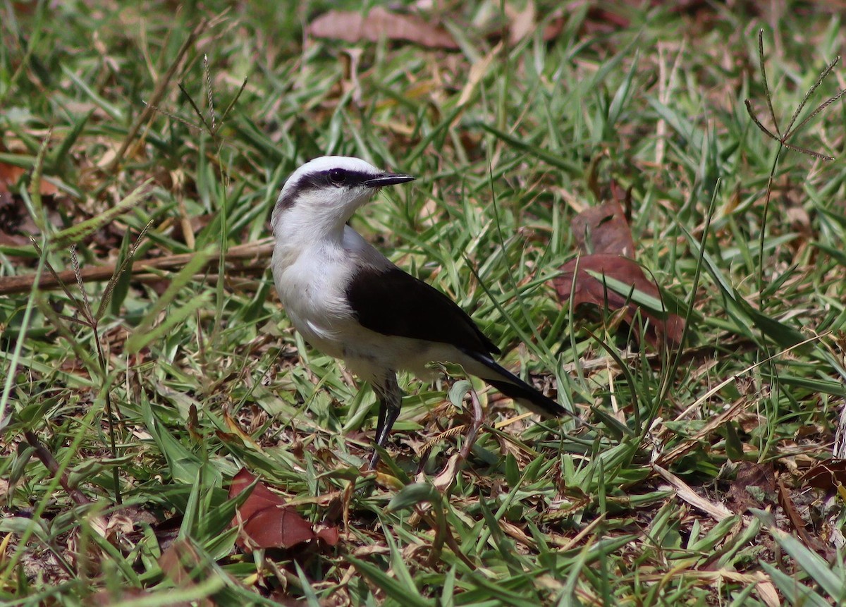Masked Water-Tyrant - ML647007114