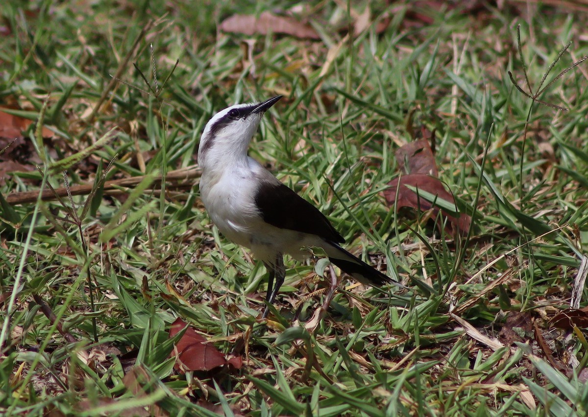 Masked Water-Tyrant - ML647007116
