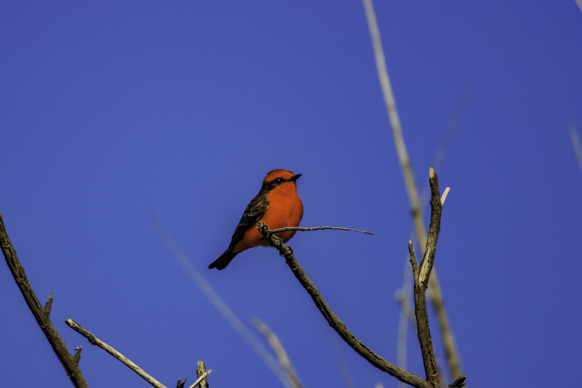 Vermilion Flycatcher - ML647007117