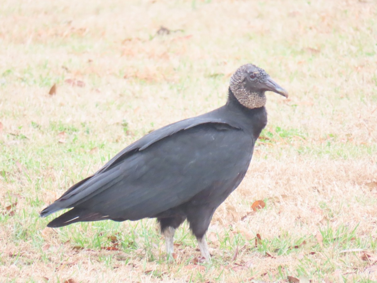 kondor havranovitý - ML647007118