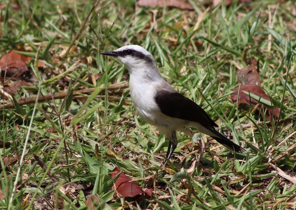 Masked Water-Tyrant - ML647007119