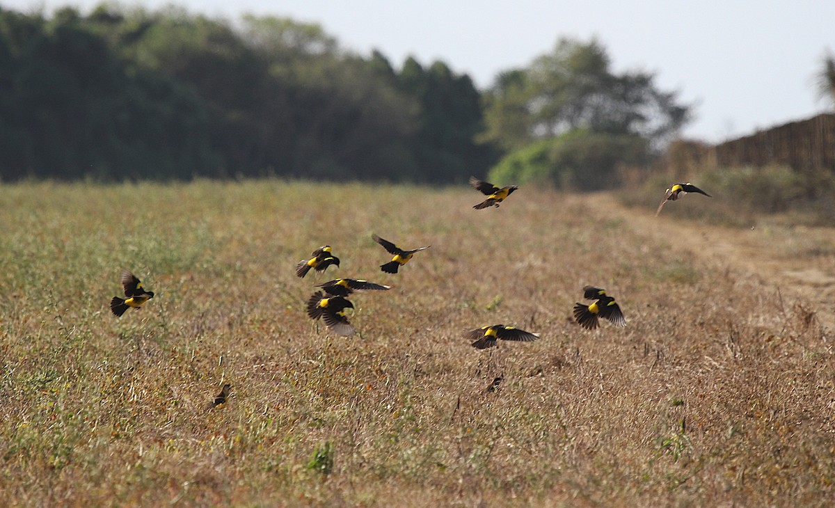 Yellow-rumped Marshbird - ML647007122