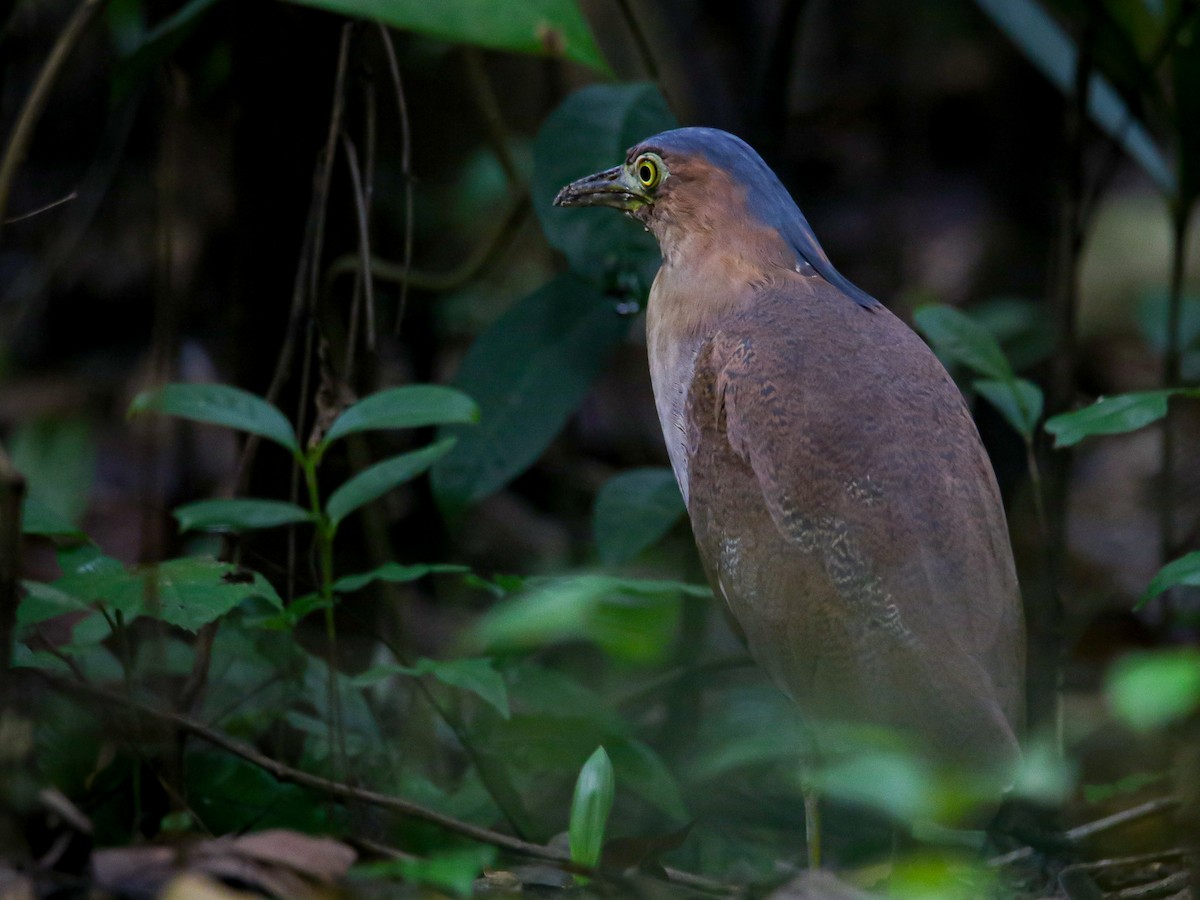 Malay Gece Balıkçılı - ML647007123