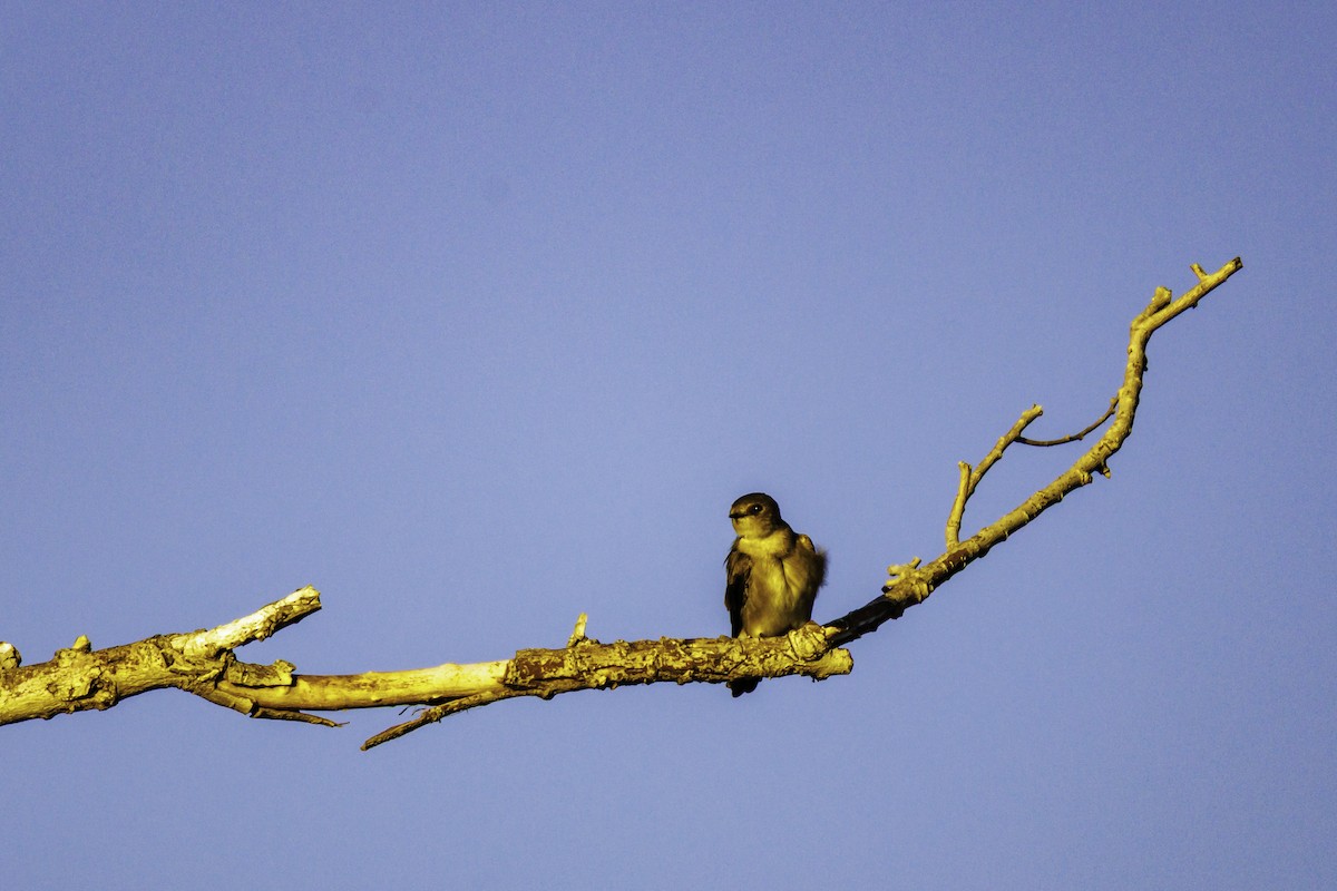 Northern Rough-winged Swallow - ML647007125