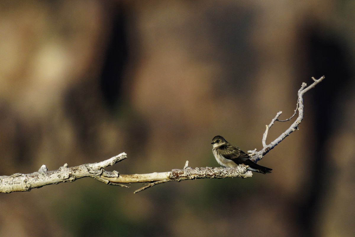 Northern Rough-winged Swallow - ML647007127