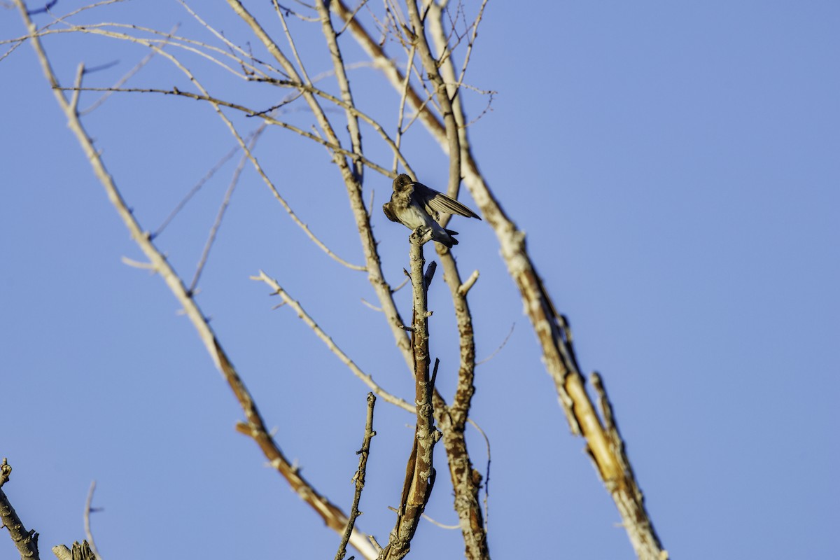 Northern Rough-winged Swallow - ML647007128
