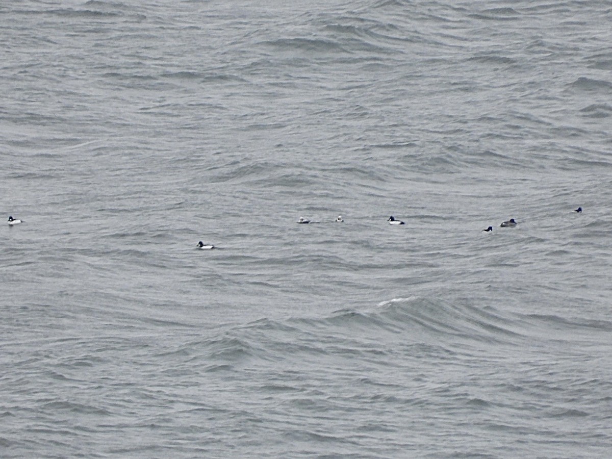 hohol severní - ML647007130