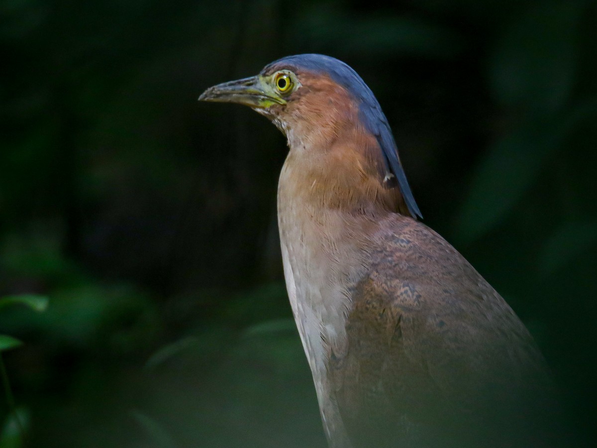 Malay Gece Balıkçılı - ML647007132