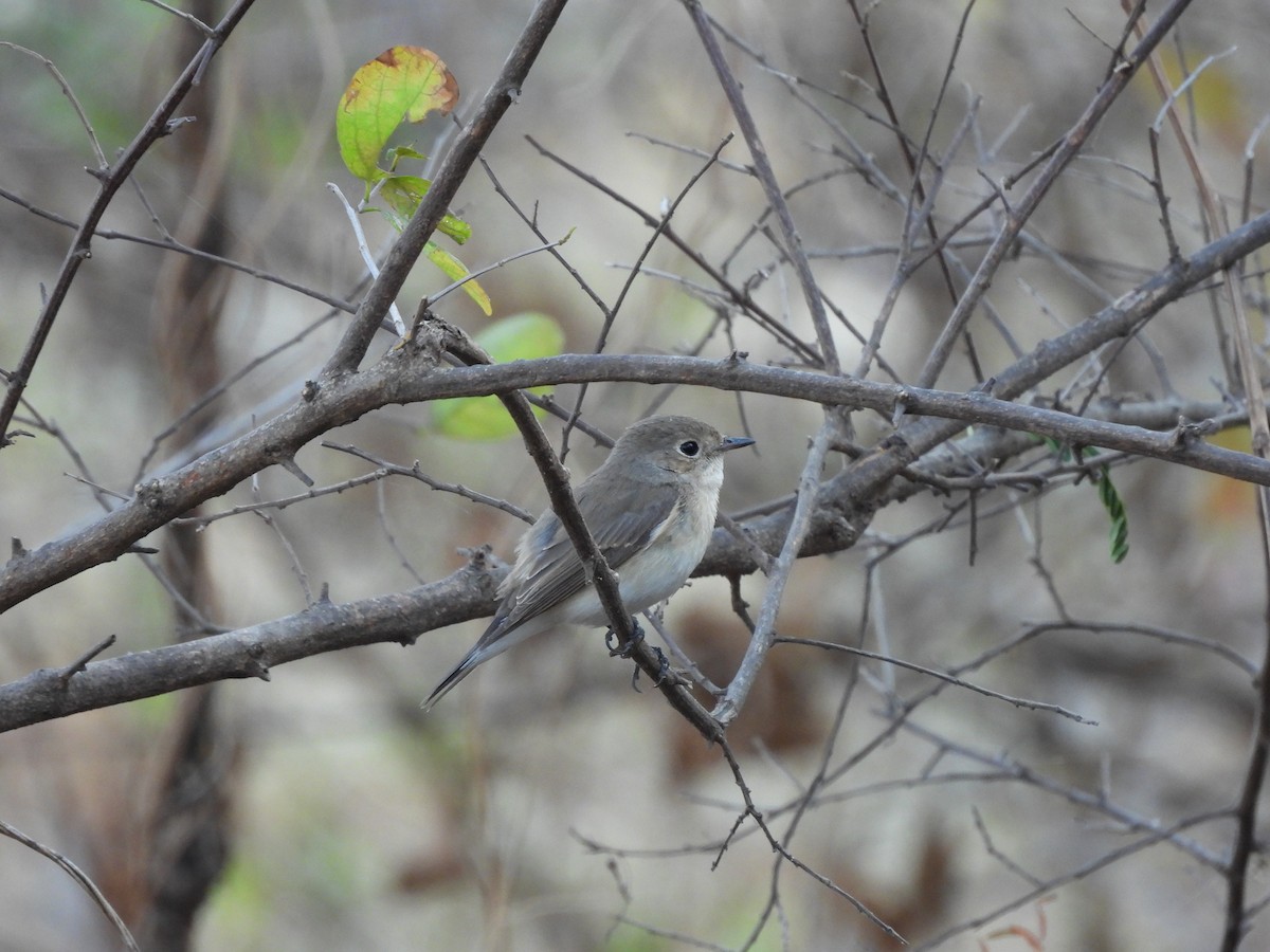 lejsek sibiřský/malý - ML647007133