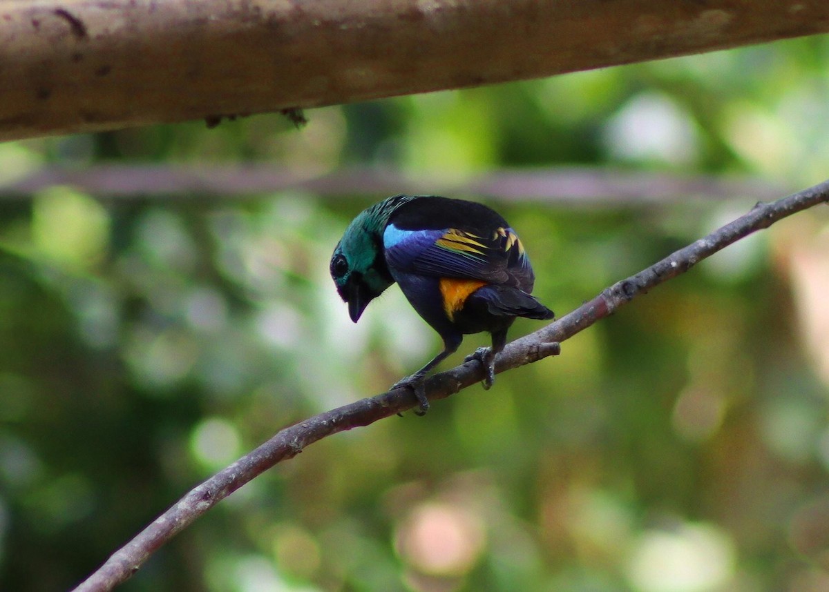 Seven-colored Tanager - ML647007134