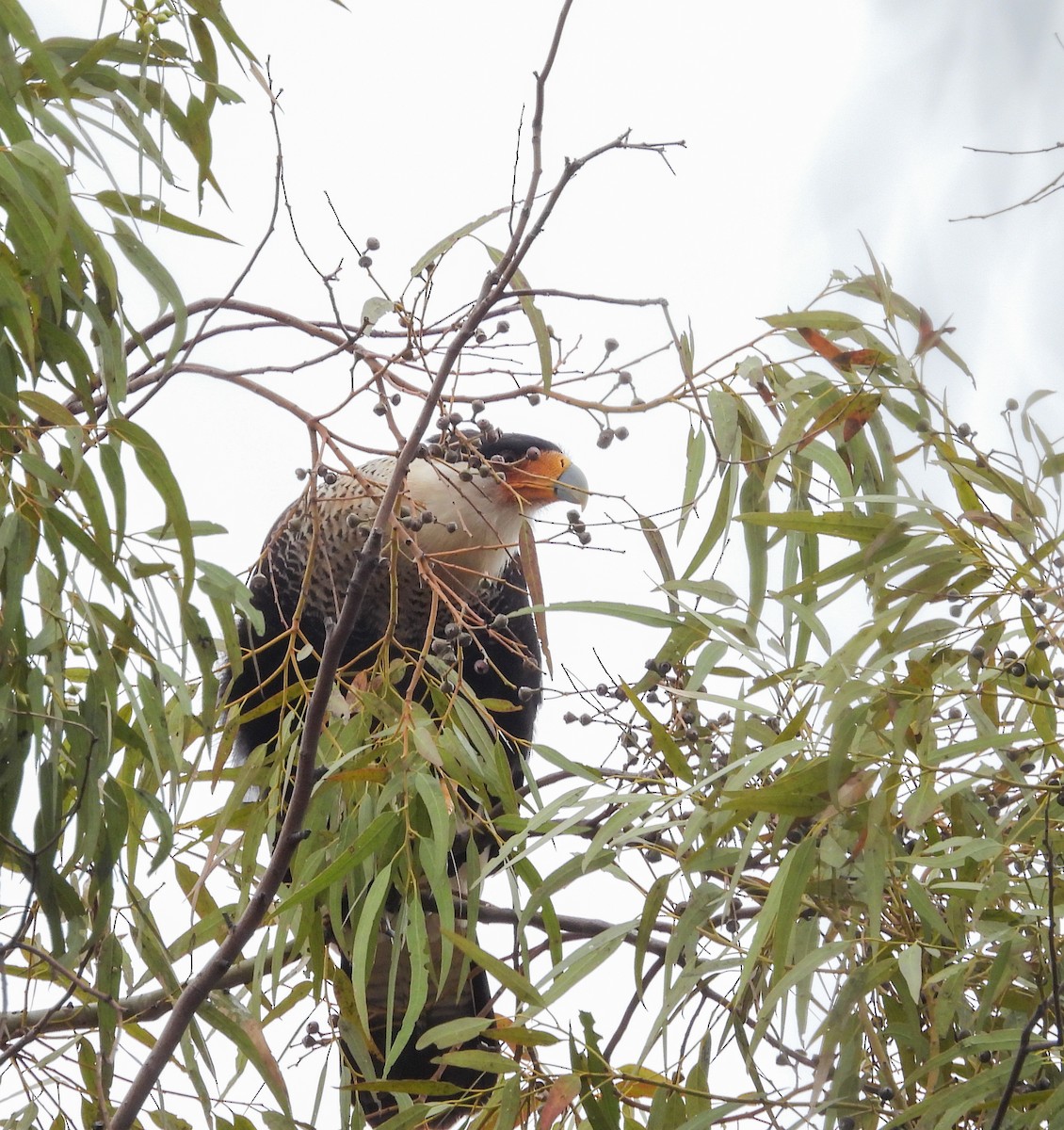 karančo jižní - ML647007135