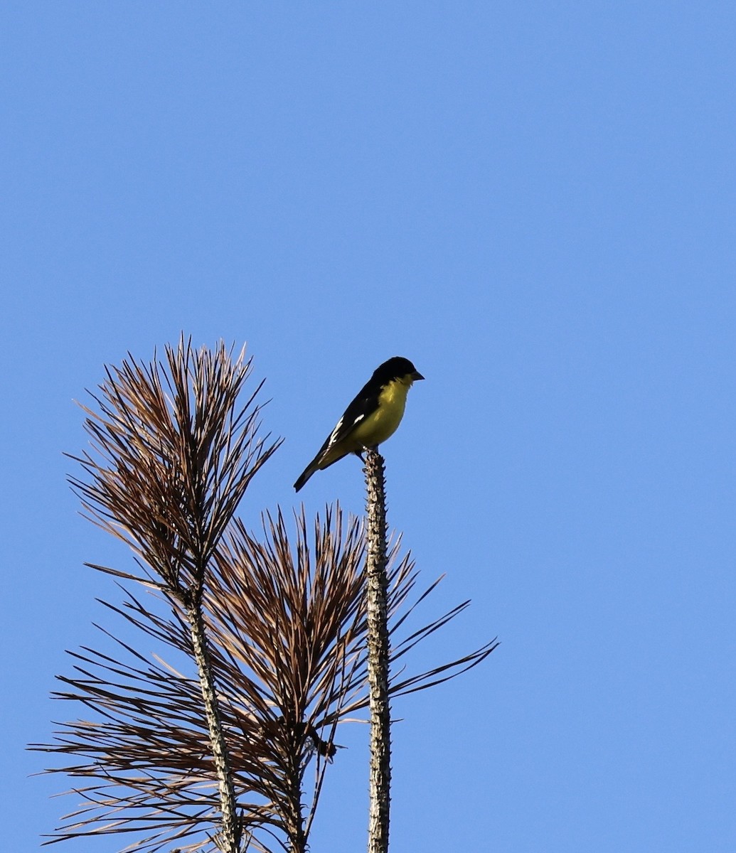 čížek mexický - ML647007136