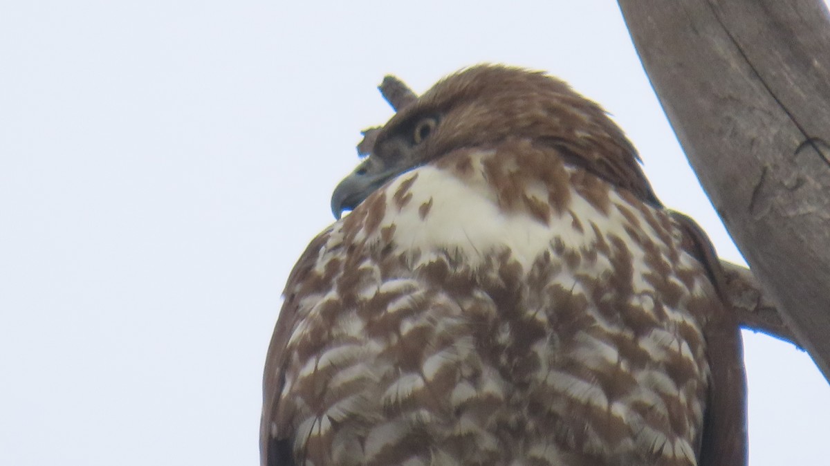 káně rudochvostá - ML647007137