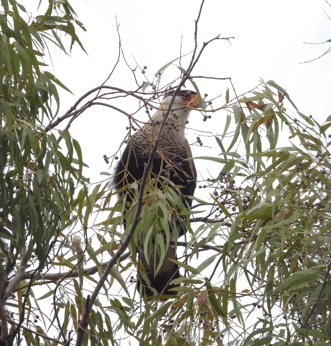 karančo jižní - ML647007138