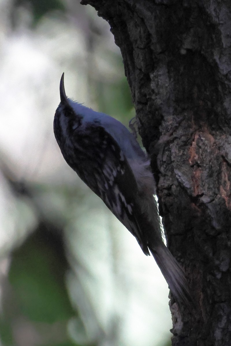 šoupálek americký - ML647007139