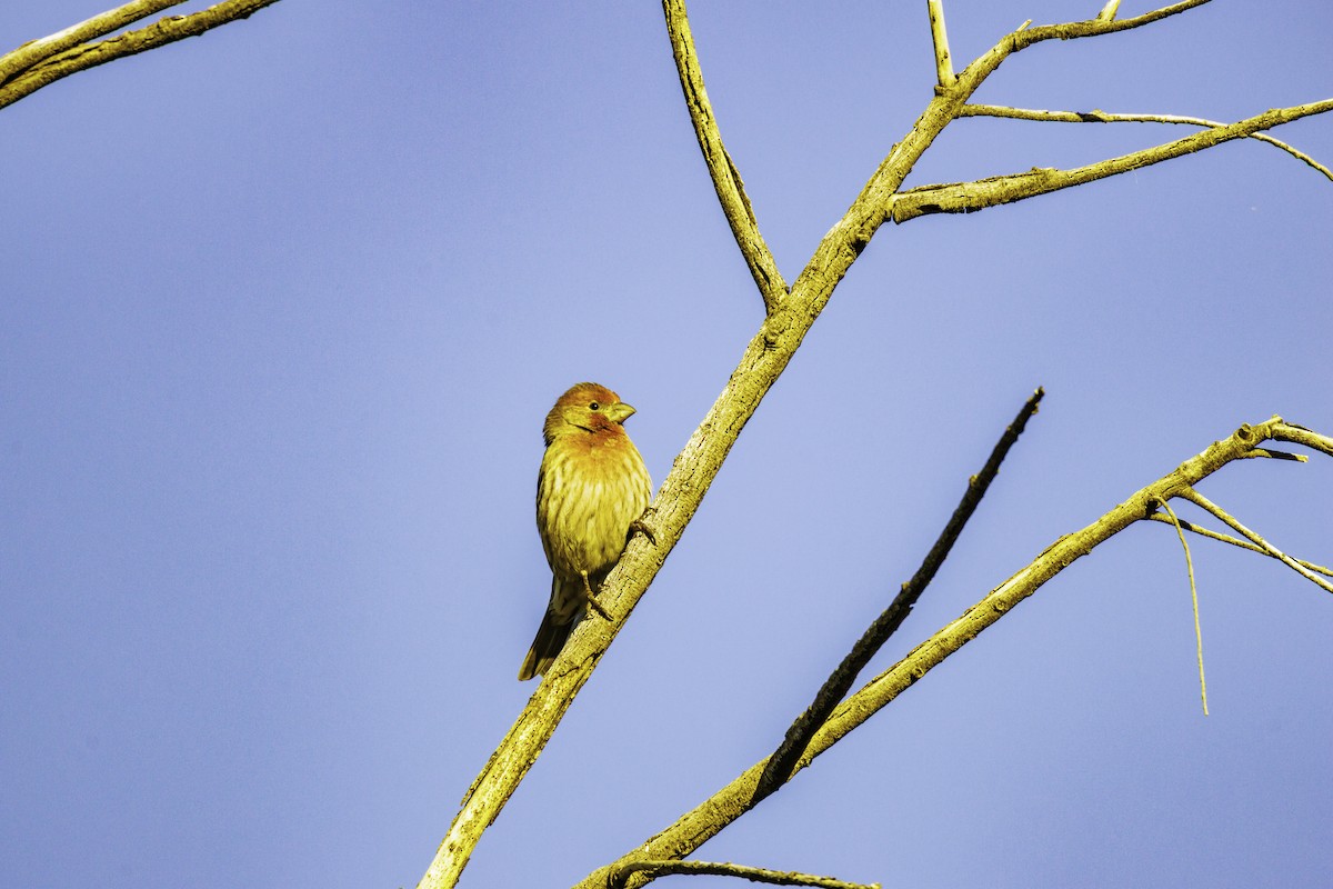 House Sparrow - ML647007140