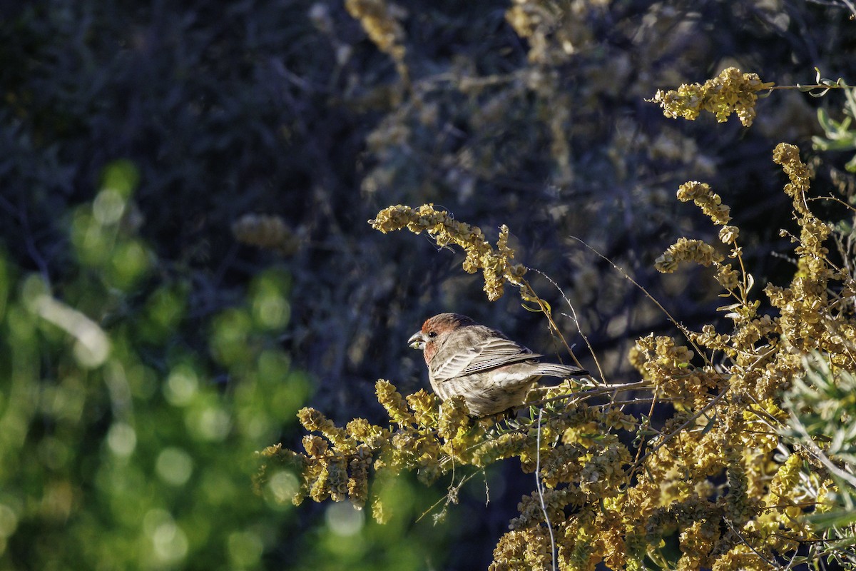 Чечевиця садова - ML647007141