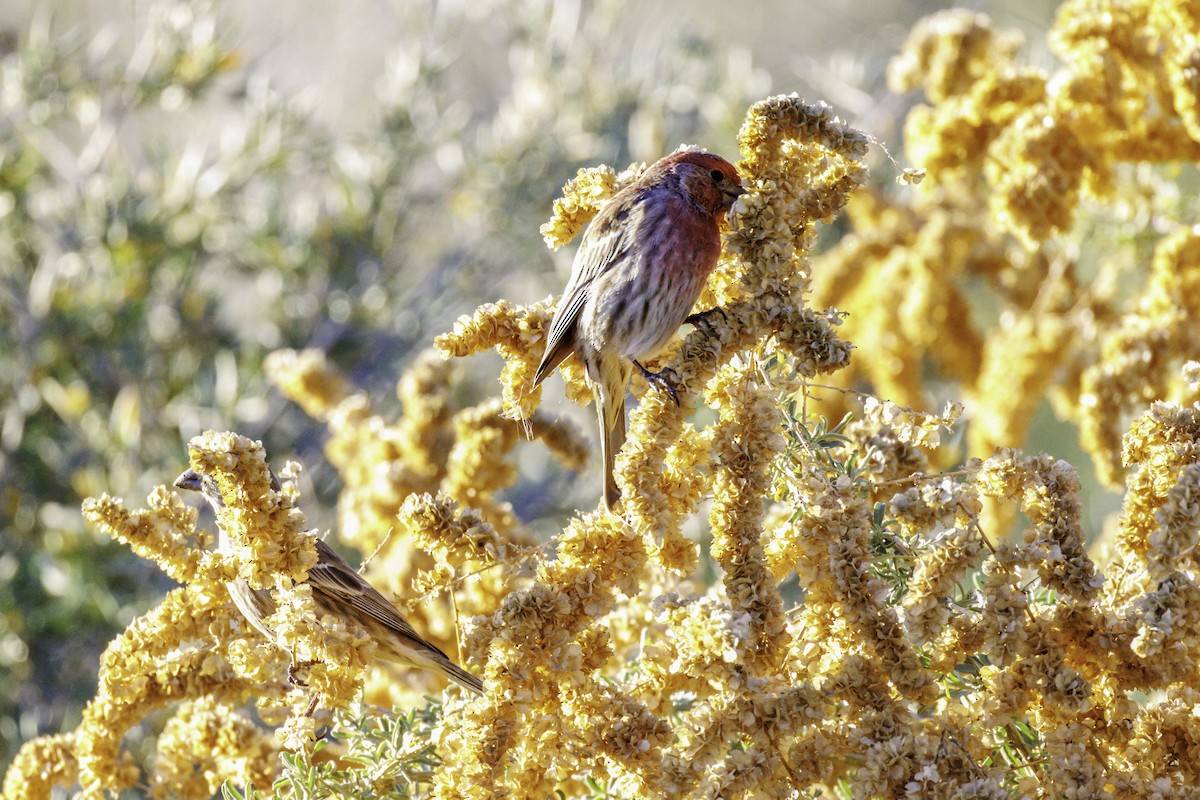 House Sparrow - ML647007142