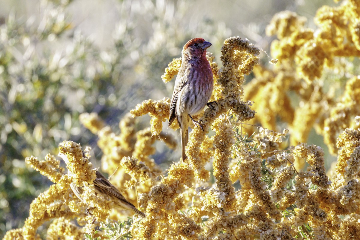 Чечевиця садова - ML647007143