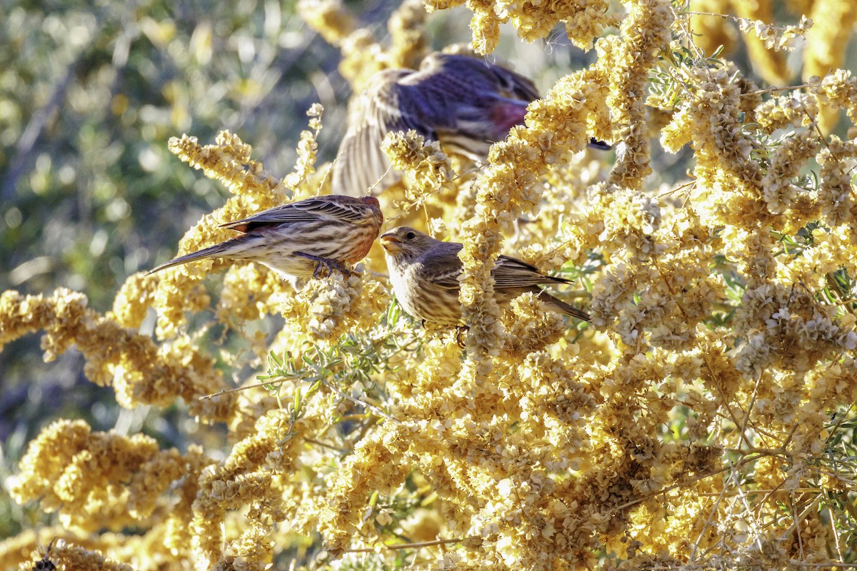 Чечевиця садова - ML647007144