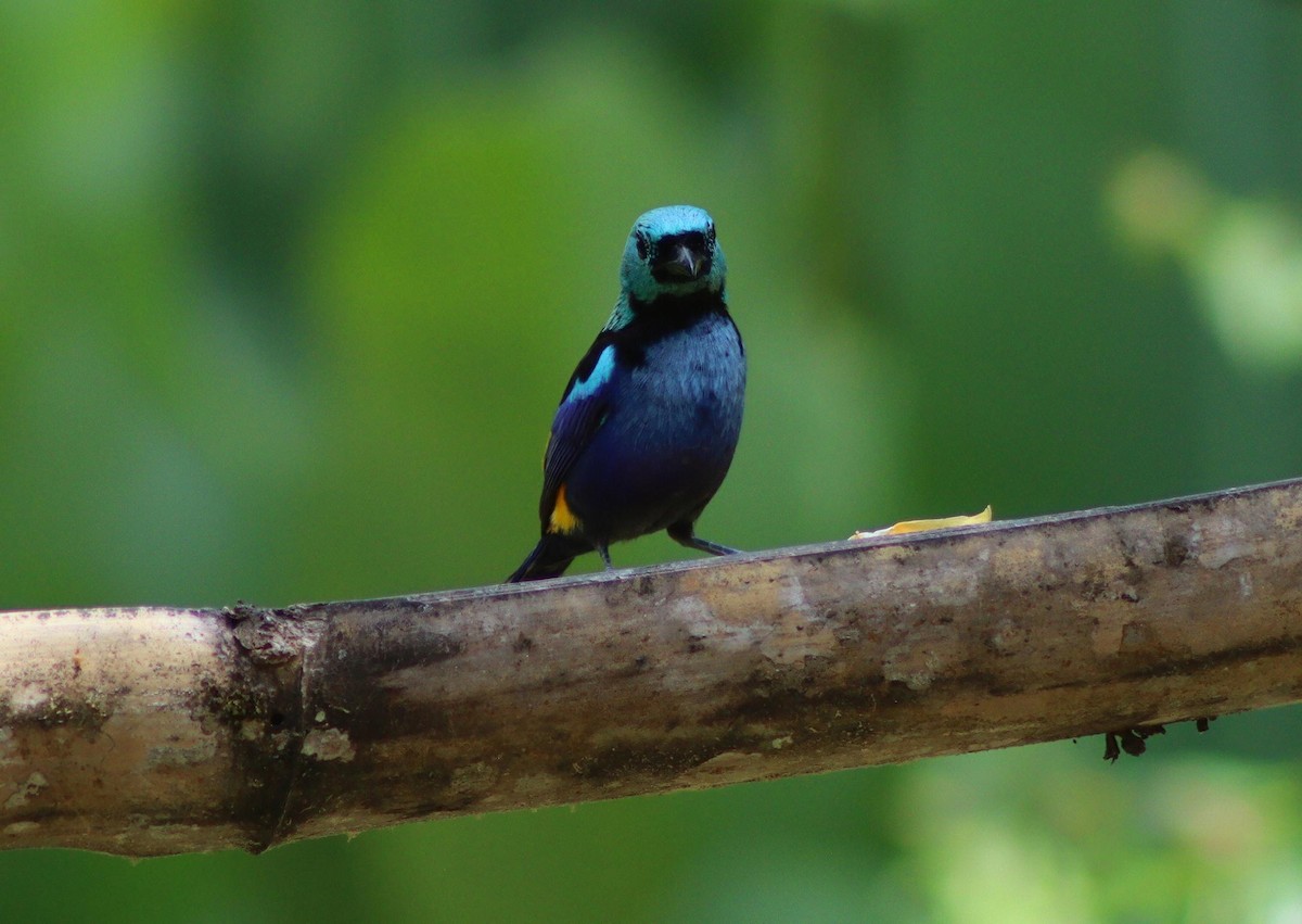 Seven-colored Tanager - ML647007145