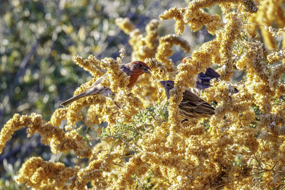 Горобець хатній - ML647007146