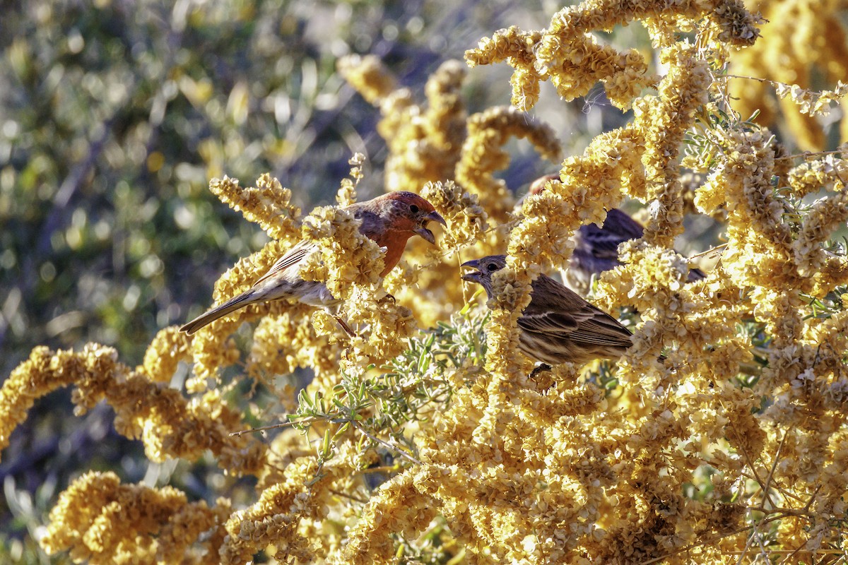 Горобець хатній - ML647007147