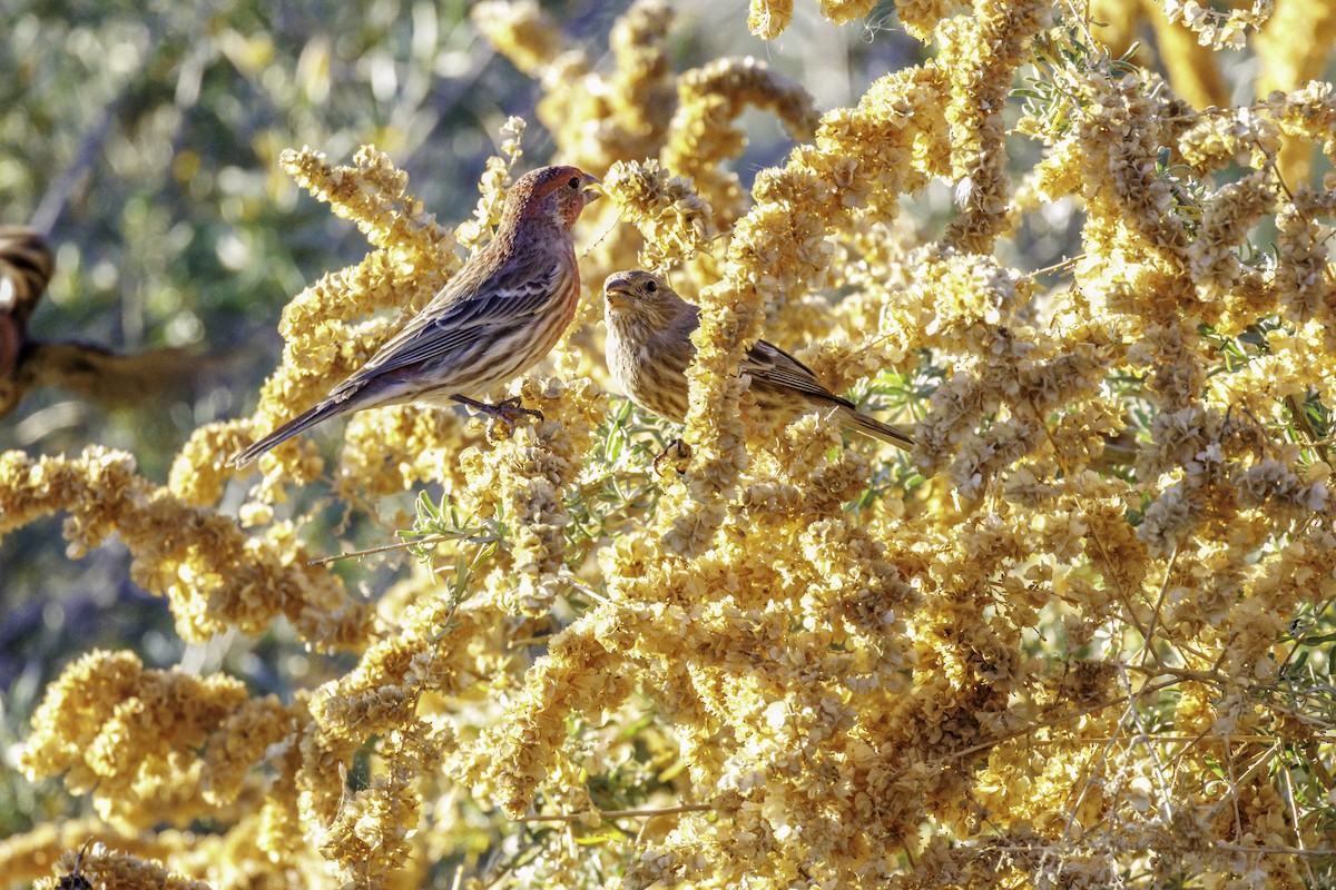 Горобець хатній - ML647007148