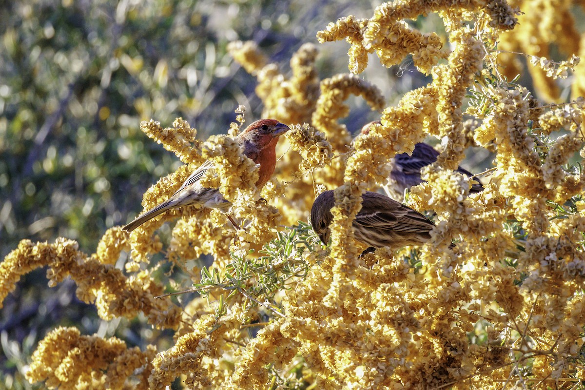 Горобець хатній - ML647007149
