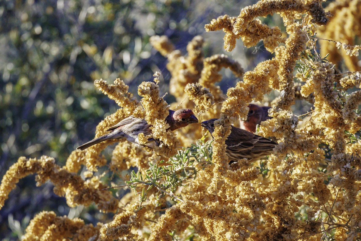 Чечевиця садова - ML647007150