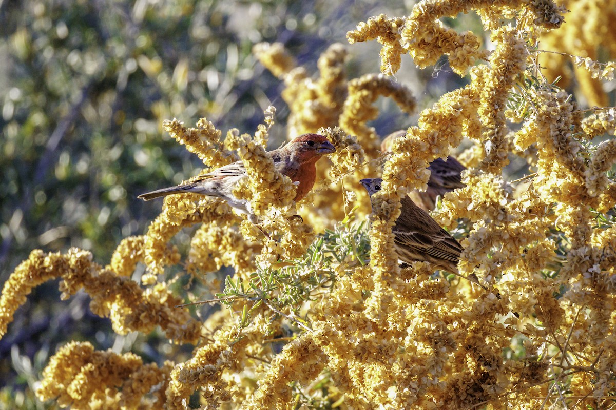 Serçe - ML647007151