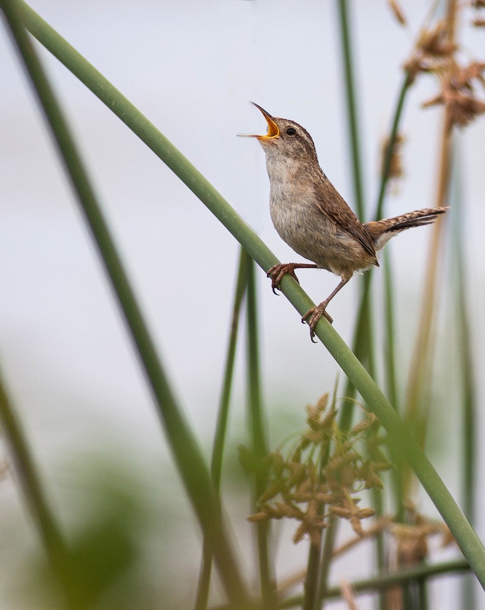 střízlík bažinný - ML647007164