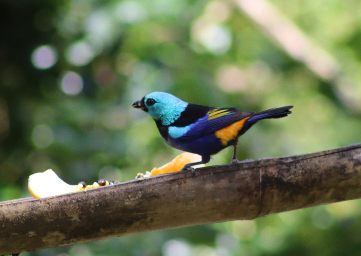 Seven-colored Tanager - ML647007165