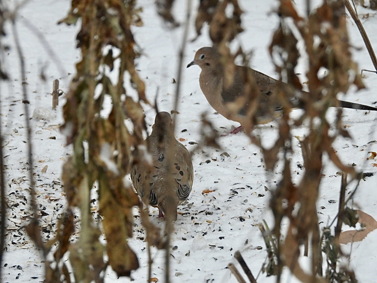 hrdlička karolínská - ML647007166