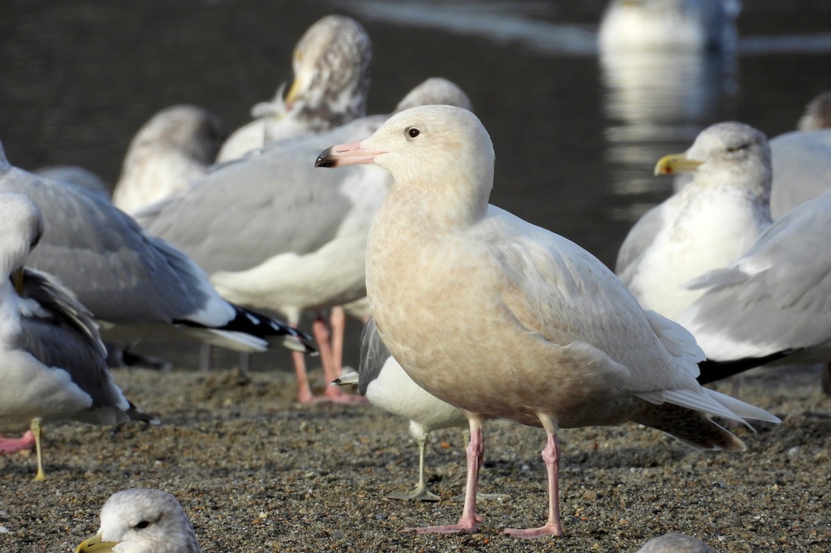 北極鷗 - ML647007173