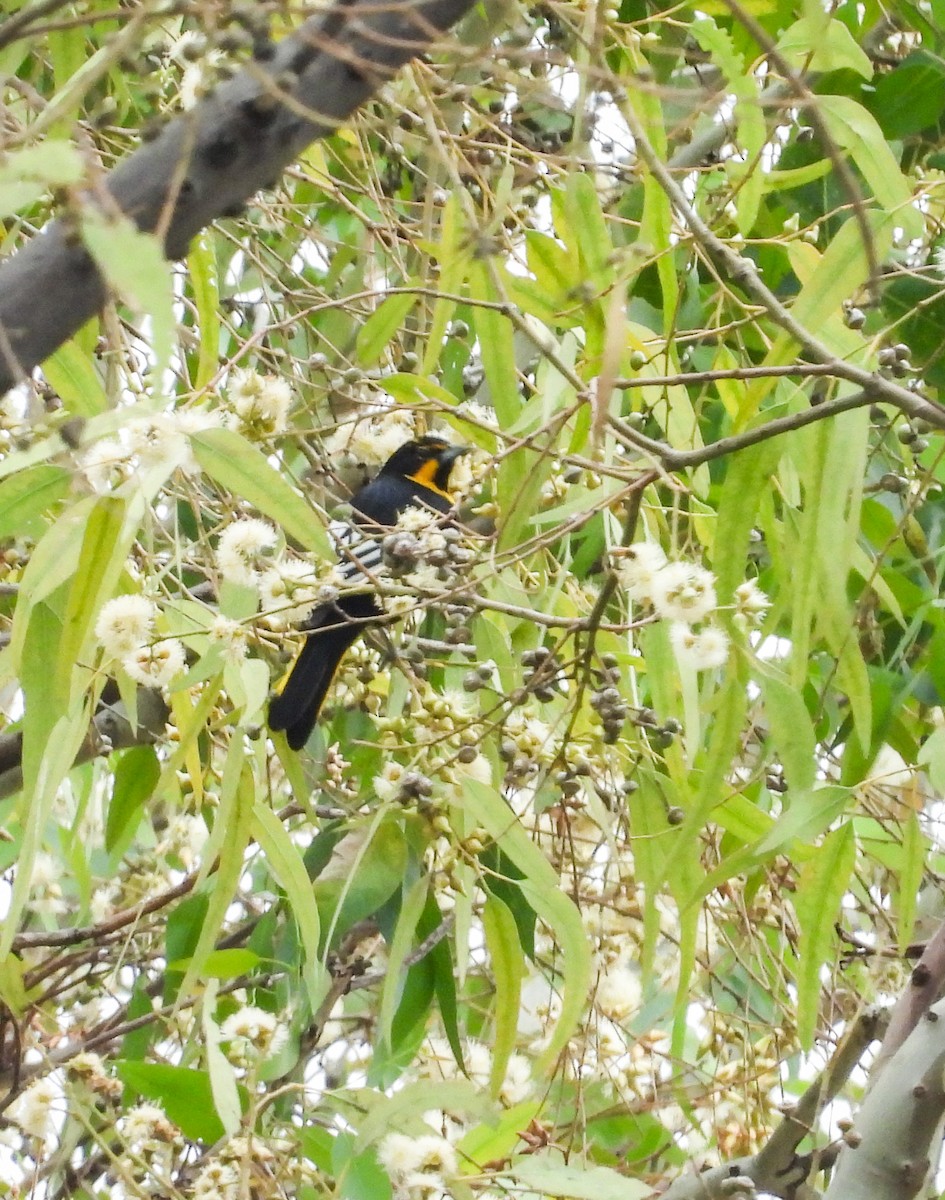 Black-vented Oriole - ML647007180