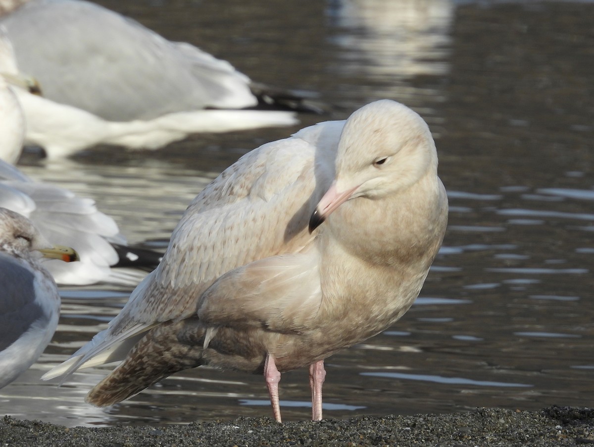 北極鷗 - ML647007182