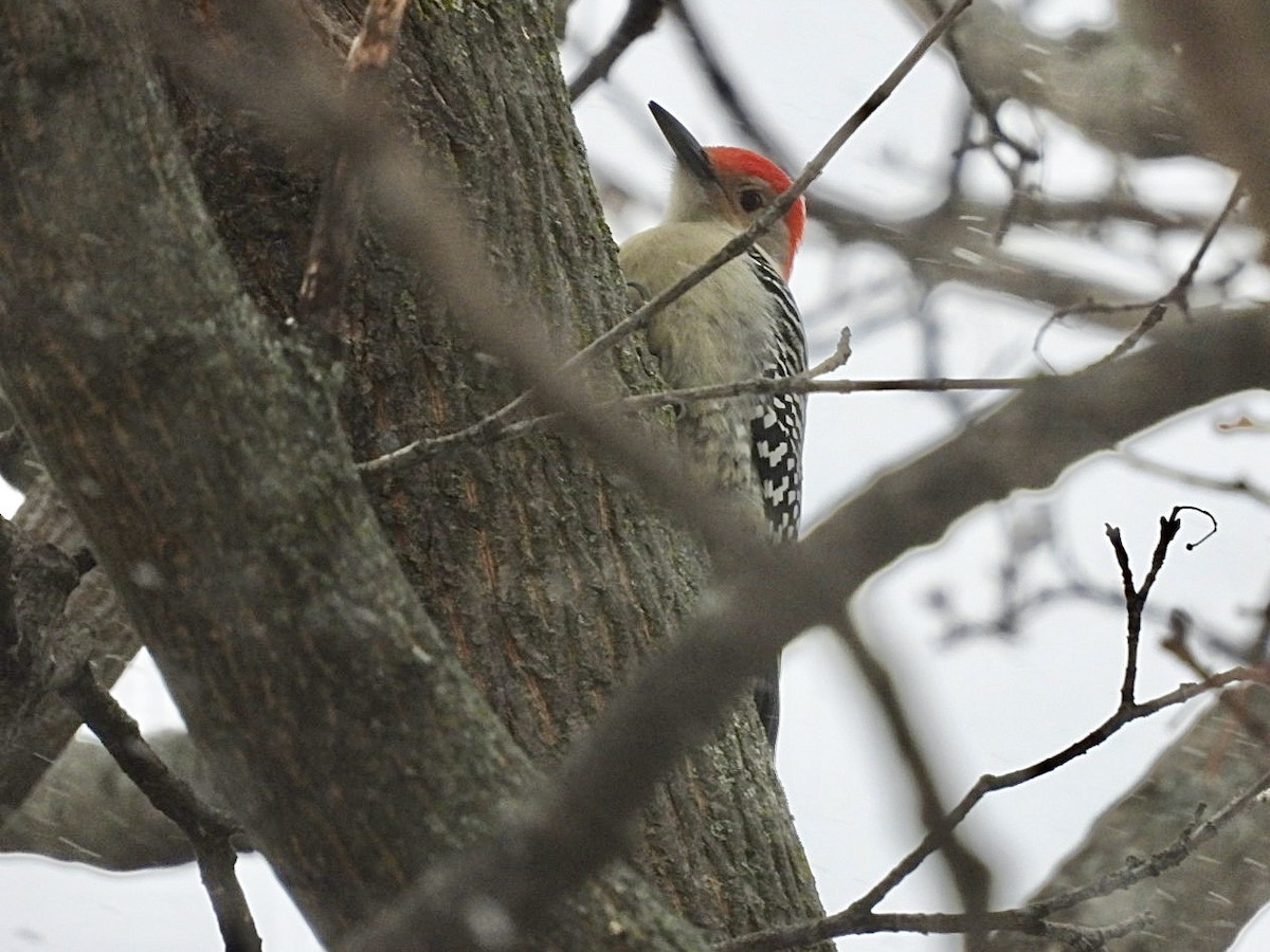 Red-bellied Woodpecker - ML647007184