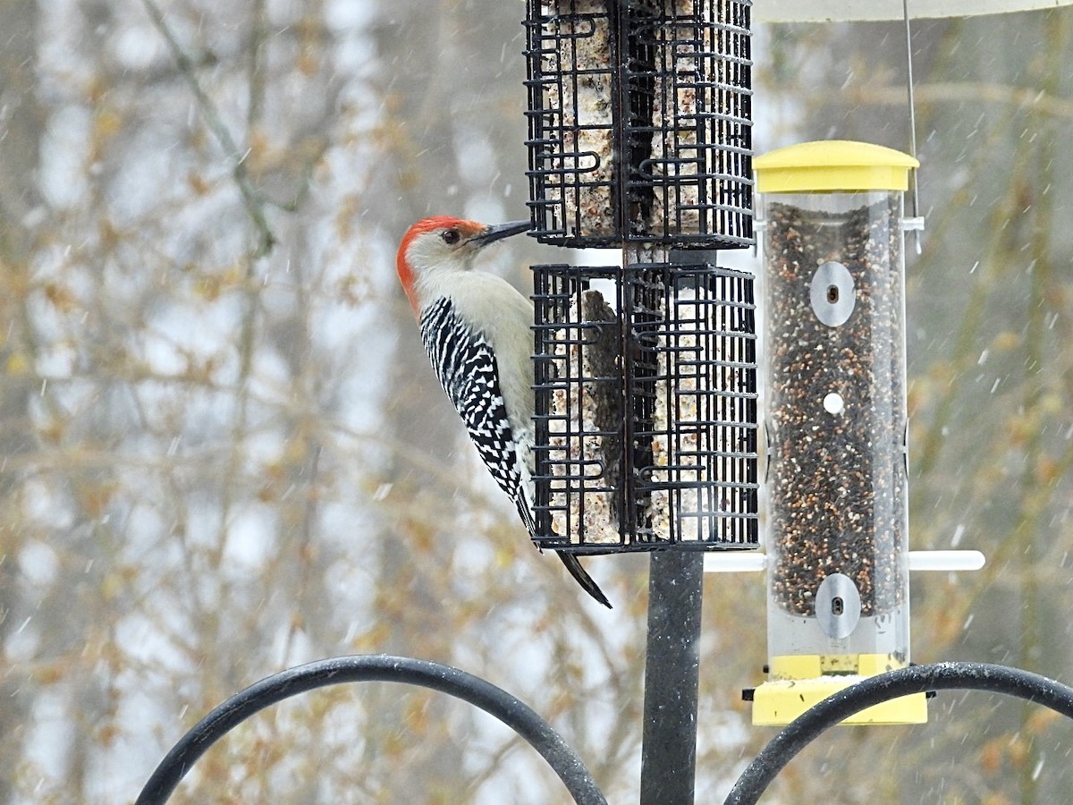 Red-bellied Woodpecker - ML647007185