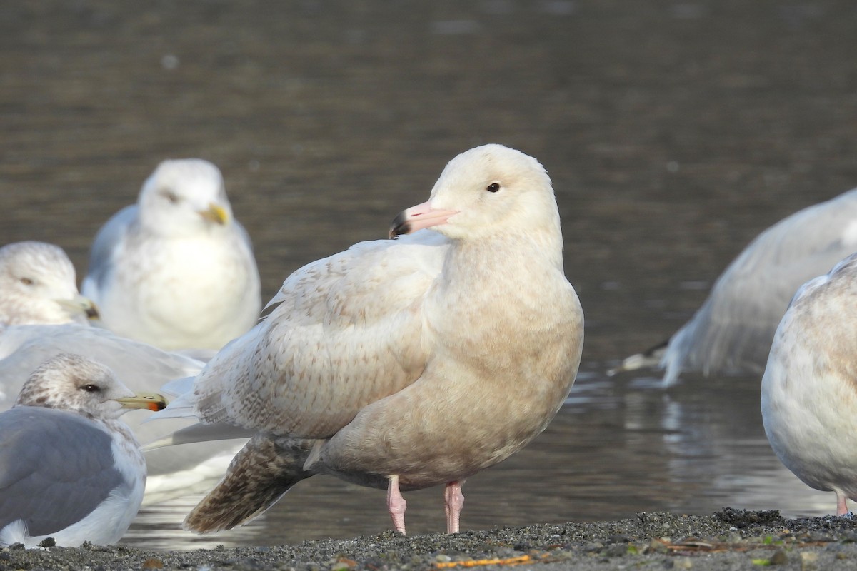 北極鷗 - ML647007186