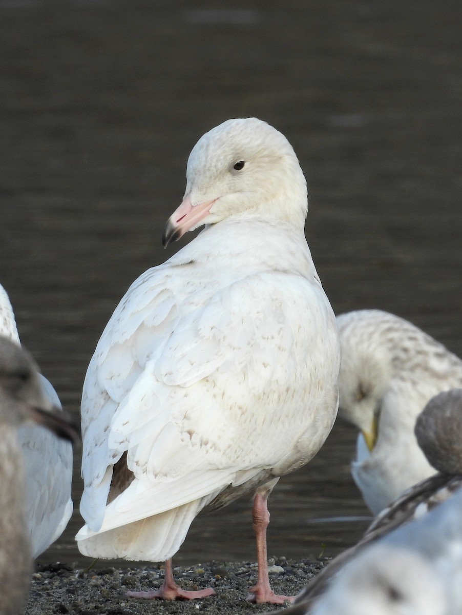 北極鷗 - ML647007190