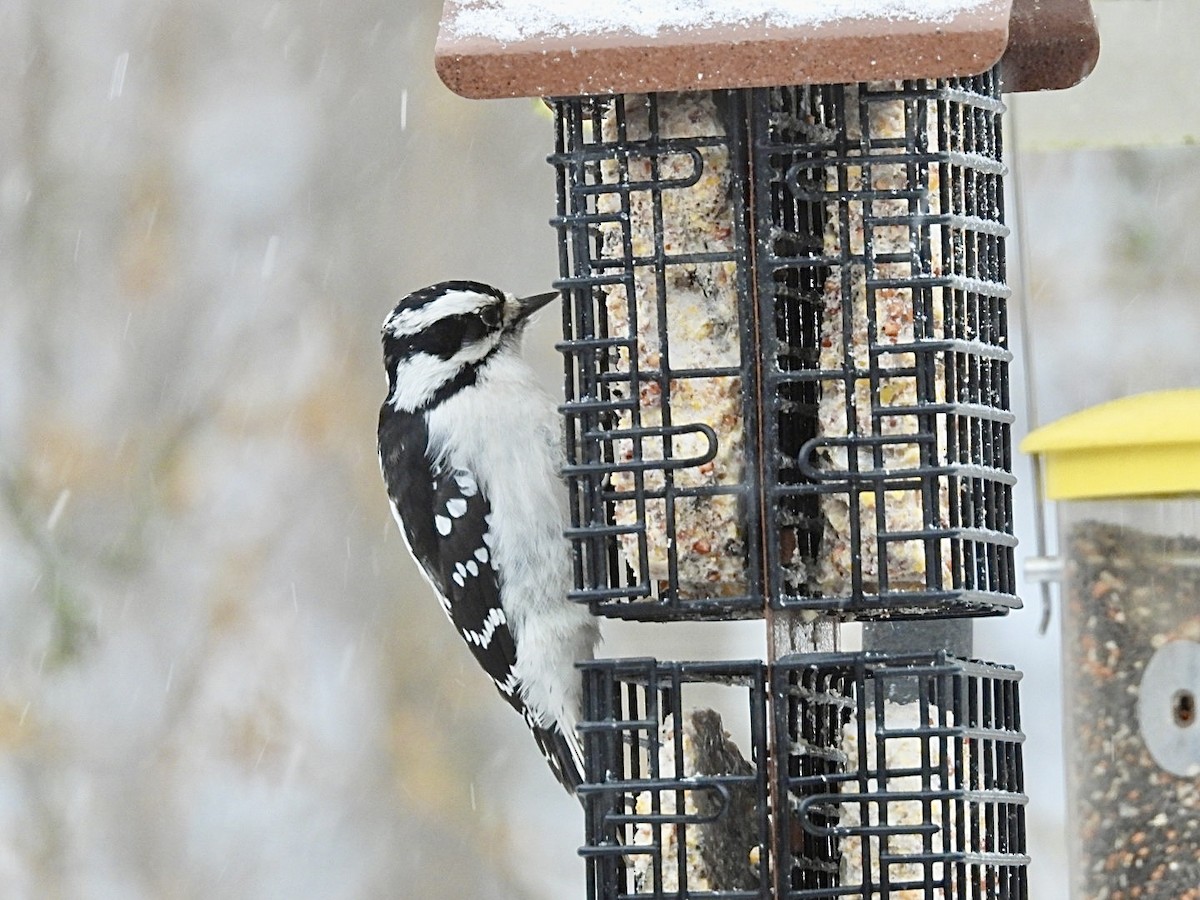 Downy Woodpecker - ML647007192