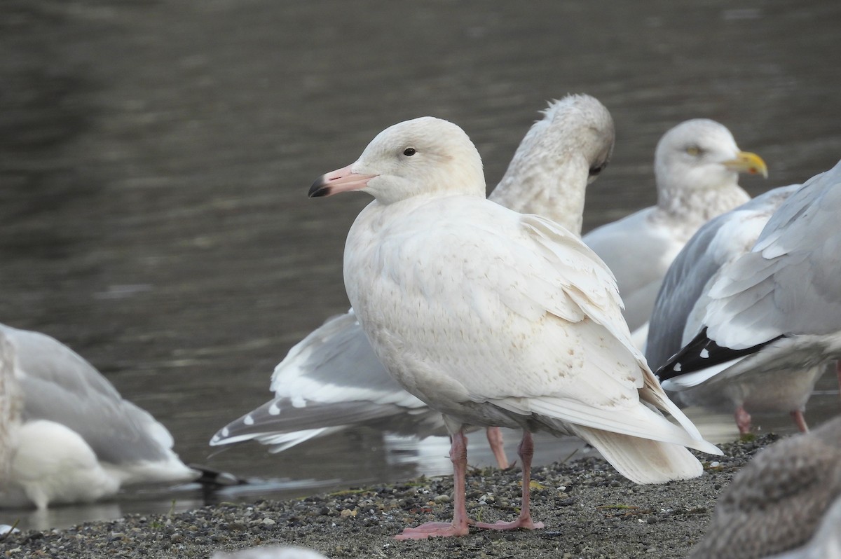 北極鷗 - ML647007193