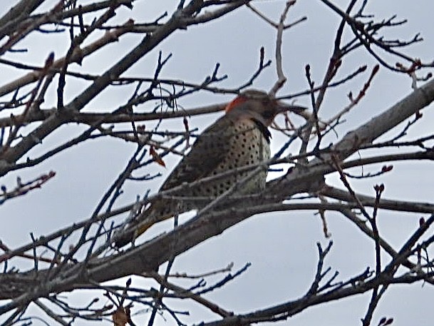 Northern Flicker - ML647007196